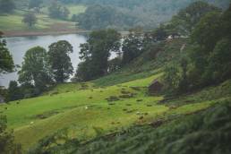 Schafe und Blick auf den See im Lake District