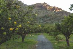 Die Orangenbäume auf der Bodega Los Berrazales