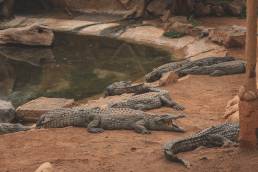 Krokodile liegen im Sand im Cocodrilo Park Gran Canaria
