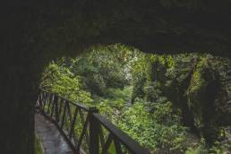 Blick aus dem Tunnel in den Regenwald