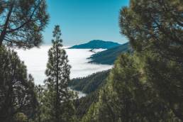 Aussicht auf die Wolken, die in den Kiefernwäldern von la Palma hängen